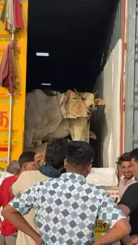 टोंक: टोंक के मेहंदवास थाना इलाके में भाजपा नेता नरेंद्र जयसिंहपुरा के नेतृत्व में गौसेवकों ने गौवंशों से भरा ट्रोला पकड़ा