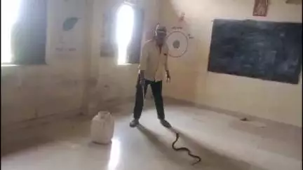 सागर: गंभीरिया के शासकीय स्कूल में टाट पट्टी के नीचे छिपी नागिन, देखकर मचा हड़कंप