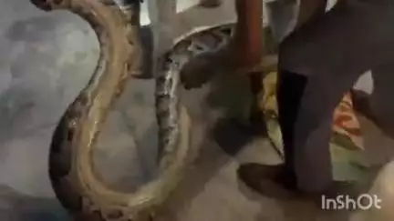 बिजनौर: गांव माड़ी के मंदिर में घुसा विशालकाय अजगर, मौके पर पहुंची वन विभाग की टीम ने किया रेस्क्यू