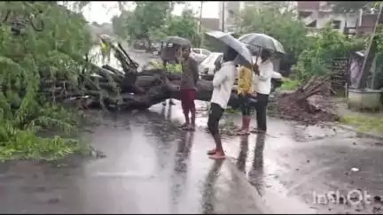धामणगाव रेल्वे: दत्तापूर यवतमाळ रोडवर सततच्या पावसामुळे बाबळीचे झाड पडले; रस्त्याच्या दोन्ही कडील वाहतूक ठप्प