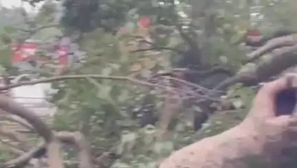 देहरादून: टपकेश्वर महादेव मंदिर में बड़ा हादसा टला, सैकड़ों साल पुराना पेड़ गिरा