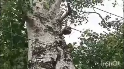 कल्याणपुर: करूआ में जर्जर 11 हजार का तार टूटकर सड़क पर गिरा, कुत्ता झुलसा, लोग बाल-बाल बचे