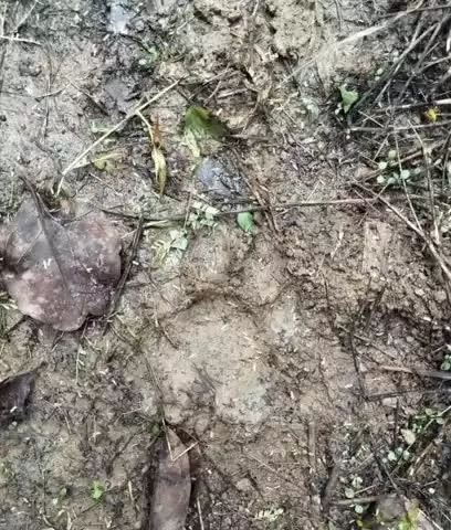 बाबई: माखन नगर के ग्राम गुडला सांगा खेड़ा मुहासा में बाघ का मूवमेंट, फोटो से मिलान होगा बाघ नया है या पुराना