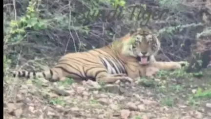 बूंदी: आरवीटी-1 जंगल के राजा ने दलेलपुरा जाने का रास्ता रोका, बाघिन के साथ झाड़ियों में नजर आया बाघ