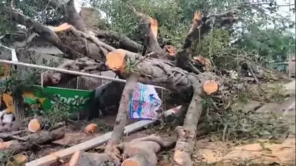 बिलग्राम: मल्लावां कस्बे में चुंगी नम्बर 2 के पास बारिश के कारण गिरे दो भारी भरकम बरगद के पेड़, बड़ा हादसा टला