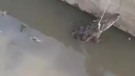 लाडपुरा: बोरखेड़ा इलाके में नहर में बच्चों ने मगरमच्छ को पत्थर मारकर किया घायल, गोवंश भी वाहन की टक्कर से घायल हुआ, रेस्क्यू