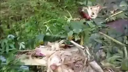 തൃശൂർ: തൃശ്ശൂർ ചീരക്കുണ്ടിൽ കാട്ടാന ഇറങ്ങി, വാഴകൃഷി വ്യാപകമായി നശിപ്പിച്ചു