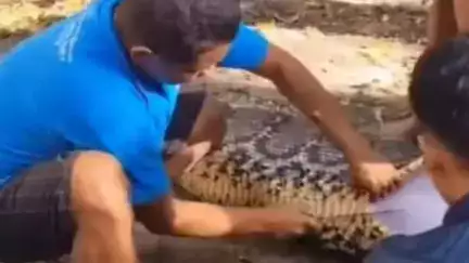 इंडोनेशिया में 28 फीट लंबे अजगर ने किसान को निगला, लोगों ने पेट चीरकर निकाली किसान की लाश #Viral