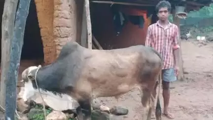 रनियां: कोटांगेर सरामोड़ा गांव में जंगली हाथी के हमले से एक बैल की मौत