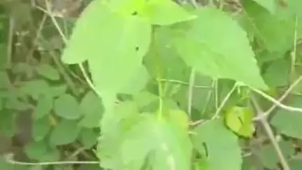 तुळजापूर: अपशिंगा घाट परिसरात वासराची केली बिबट्याने शिकार नागरिकांमध्ये भीतीचे वातावरण