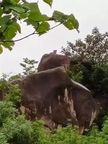 कांकेर: माल गांव की पहाड़ियों में तेंदुआ दिखाई देने से दहशत का माहौल, तीन दिनों से दो शावकों के साथ कर रहा है विचरण
