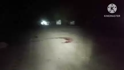 पिछोर: ग्राम पंचायत बदरवास में मेन सड़क पर मोटरसाइकिल चालक ने गाय को मारी टक्कर