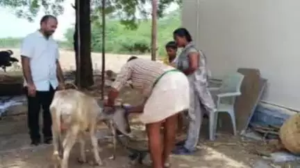 జమ్మలమడుగు: ముద్దనూరు : పశు వైద్యాధికారుల ఆధ్వర్యంలో పిచ్చి కుక్క కరిచిన 14 పశువులకు రేబిస్ వ్యాధి టీకాలు