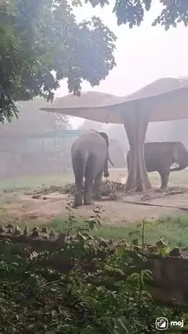 A heartwarming moment of nature’s gentle giant in action!  #ElephantLove #WildlifeVibes #NatureLovers