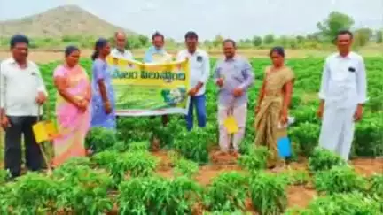 జమ్మలమడుగు: ముద్దనూరు : ఖరీఫ్లో సాగు చేసిన పంటలకు పసల్ భీమా చేసి రైతులు ధీమాగా ఉండాలి -  వ్యవసాయాధికారి వెంకట క్రిష్ణారెడ్డి