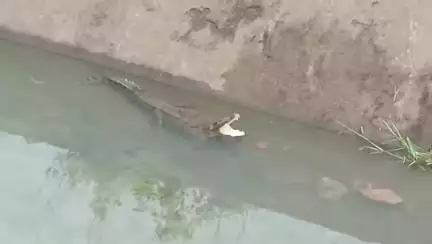ललितपुर: जाखलौन पंप कैनाल नहर में मिला विशालकाय मगरमच्छ, वीडियो हुआ वायरल