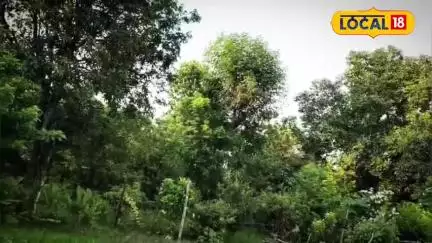 एमपी के हाईटेक किसान की बगिया बनी बोटैनिकल वंडर, सतावर से लेकर बहेरा तक उगा रहे दुर्लभ पेड़