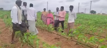 ఉరవకొండ: రైతులు సరైన యాజమాన్య పద్ధతులు పాటించి అధిక దిగుబడులు పొందండి  : బెలుగుప్ప ఏవో పృథ్వి సాగర్