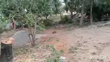 धनघटा: पर्यावरण दिवस के दिन जूनियर विद्यालय काली जगदीशपुर में कटवा दिए गए दर्जनों हरे पेड़