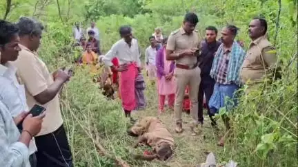 தேன்கனிகோட்டை: குந்துக்கோட்டை வனப்பகுதியில் காட்டுயானை தாக்கி விவசாயி உயிரிழப்பு