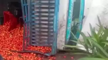 सुंदर नगर: हराबाग फोरलेन पर टमाटर से भरी पिकअप पलटी, सड़क पर बिखरे टमाटर, चालक सुरक्षित