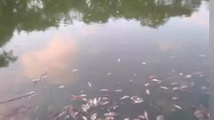 গাজোল: মুশি ধাপ গ্ৰামে ১ মাছ চাষির পুকুরে কে বা কাহারা রাতে অন্ধকারে বিষ দিয়ে মাছ মেরে ফেলার অভিযোগ উঠলো দুষ্কৃতীদের বিরুদ্ধে