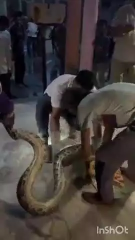 चांदपुर: हीमपुर दीपा क्षेत्र में 12 फीट लंबा अजगर सांप जंगल से निकलकर मंदिर में घुसा, ग्रामीणों में दहशत