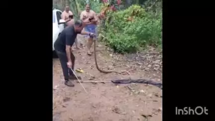 മീനച്ചിൽ: ചെമ്മലമറ്റത്ത് പുരയിടത്തിൽ നിന്ന് ഉഗ്രവിഷമുള്ള മൂർഖൻ പാമ്പിനെ പിടികൂടി