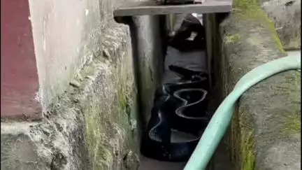 ময়নাগুড়ি: ময়নাগুড়ি ব্লকের রামশাই এলাকা থেকে উদ্ধার হল ১৩ ফুট লম্বা এক বিশালাকার কিং কোবরা,ঘটনায় চাঞ্চল‍্য