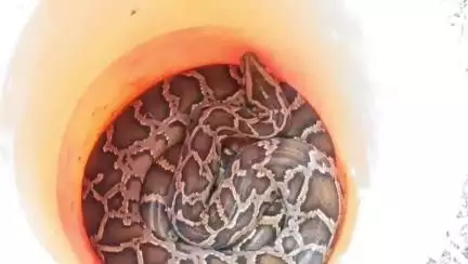 কুমারগ্রাম: কুমারগ্রামের জয়দেবপুরে লোকালয় থেকে 10 ফুটের অজগর উদ্ধার