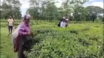 আলিপুরদুয়ার ২: রাজনীতি বোঝেন না পেটের তাগিদে কোহিনুর চা বাগানে কাজ করছেন চা শ্রমিকরা চোখে জল নিয়ে