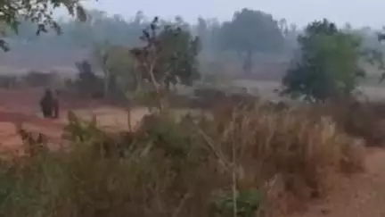 हज़ारीबाग: पेटो-हरली में हाथी ने महिला को घायल किया, लोगों में दहशत