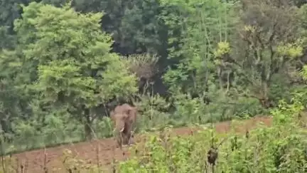 केरसई: सिमडेगा के टोंगरीटोली जंगली हाथियों के आतंक से ग्रामीण परेशान,लागातर ग्रामीणों के घरों को बना रहे निशाना #jansamasya