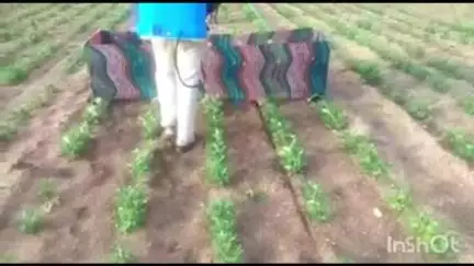 चाकूर: तणनाशकाची फवारणी शास्त्रोक्त पद्धतीने करा तालुका कृषी विभागाचा शेतकऱ्यांना सल्ला
