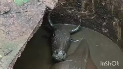 ବୀରମିତ୍ରପୁର: ସୋରଡ଼ା ଗ୍ରାମପଞ୍ଚାୟତରେ ସୋରଡ଼ା ବସଷ୍ଟାଣ୍ଡ ନିକଟରେ ଥିବା ସେଫଟି ଟାଙ୍କିରେ ପଡ଼ିଥିବା ଗାଈକୁ ଉଦ୍ଧାର କଲେ ନୂଆଗାଁ ଅଗ୍ନିଶମ ବିଭାଗ।