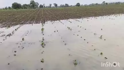 అదిలాబాద్ అర్బన్: సిరికొండ మండలం రాయిగూడలో ఆత్రం మంతు అనే రైతు సాగు చేసిన పత్తి పొలంలో వర్షపు నీరు చేరడంతో నీట మునిగిన పంట