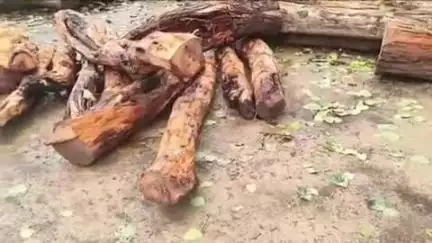 तुलसीपुर: बनकटवा रेंज के हिन्डुली कला में एसएसबी और वन विभाग की संयुक्त कार्रवाई में पकड़ी गई 13 बोटा खैर की लकड़ी, वन माफिया फरार