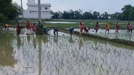 बक्सर: जिले में कमजोर मॉनसून से रोपनी की रफ्तार हुई धीमी, लक्ष्य के विरुद्ध अब तक केवल 1725 हेक्टेयर में रोपाई