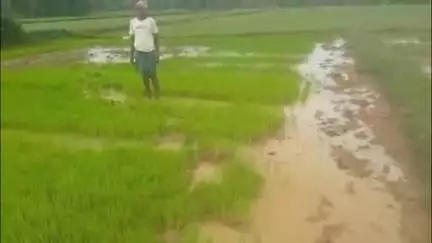 କେନ୍ଦୁଝର ସହର: ଗୁଳୁଦିପଶି ଠାରେ ଗୋଠ ଛଡ଼ା ଦନ୍ତାହାତୀ ଦଳି ଦେଲା ଧାନ ତଳି