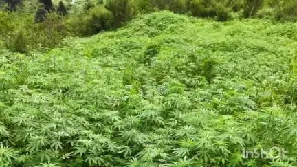 भुंतर: कुल्लू पुलिस की टीमों ने गश्त के दौरान छिछम, भुरखू डुघ व पधरू थाच में अवैध रूप से उगाए लगभग 59,000 भांग के पौधे किए नष्ट