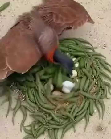 छोटे-छोटे पशु पक्षियों के घोंसलो की कारीगरी देखकर बड़े-बड़े इंजीनियरिंग भी फेल कुदरत की अनमोल कारीगरी