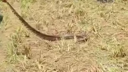 મોડાસા: રાજલી ગામના ખેતરમાં અજગર દેખાતા વન વિભગના કર્મચારીઓ એ અજગરનું  રેસ્ક્યુ કરી સુરક્ષિત જગ્યાએ છોડી મુકાયો