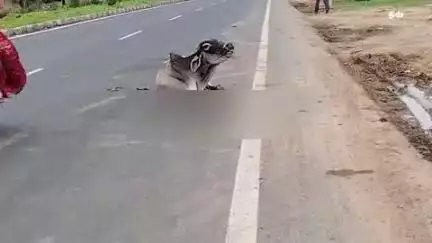 करेरा: एनएच 27 शिवपुरी-झांसी हाइवे पर मुंगावली तिराहे के पास अज्ञात वाहन ने बैल को मारी टक्कर