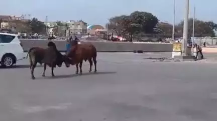 સોમનાથ મંદીર નજીક ખૂટીયાનો ત્રાસ રાહદારીઓ અને યાત્રીઓને પડી રહી છે હાલાકી
