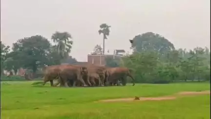 कटकमसांडी: कटकमसांडी प्रखंड में हाथियों के घुसने की आशंका को देखते हुए वन विभाग के पदाधिकारी ने लोगों से की अपील