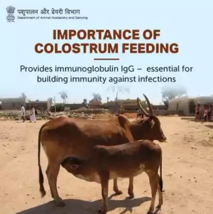 🐮 Additionally, colostrum contains growth factors, enzymes, and antimicrobial peptides that support a calf's immune system. ✨

#AnimalHealth #AnimalWealth #AnimalHusbandry