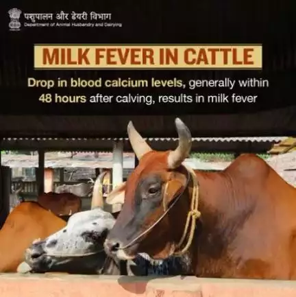 🐂 | Prevent #MilkFever by limiting the daily #calcium intake to less than 100g/cow during the dry period.

#AnimalHealth #AnimalWealth #CattleCare