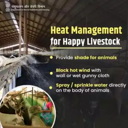 Keep animals happy & healthy in hot months. Use smart ways to handle the heat to improve productivity.
#AatmnirbharBharat #aatmnirbharahd #ahelp #animalhealth #livestock #animalhusbandry #Pashupalan #InclusiveDevelopment