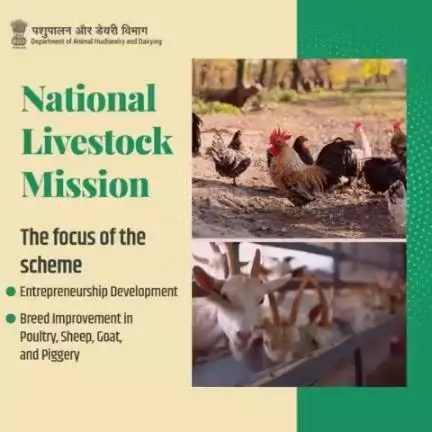 The focus of the National livestock mission is entrepreneurship development and breed improvement in poultry, sheep, goat and piggery including feed and fodder development.
#breedimprovement #poultry #GOAT𓃵 #animalhusbandry #livestock #nlm