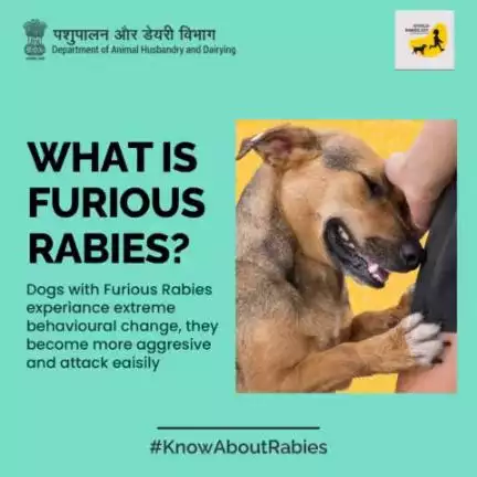 Furious rabies causes behavioral change amongst dogs. be alert, be safe!
Stay connected to
#KnowAboutRabies #Rabies #AatmnirbharBharat #aatmnirbharahd #ahelp #animalhealth #livestock #animalhusbandry #Pashupalan